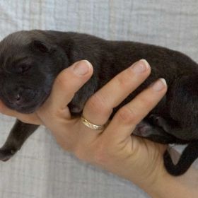 Cimba-Portrait am 1.Tag