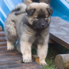 Cimba in der 7.Woche