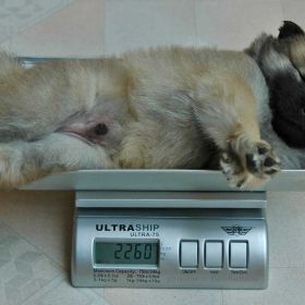 Djeenuk am 29.Tag mit 2260g