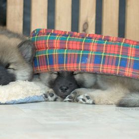 Hoshi & Haribo (50. Tag)