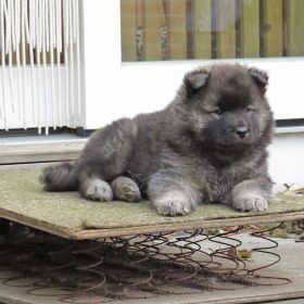 Ilay auf dem Wackelbrett