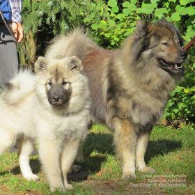 Urmel mit 15 Wochen.jpg