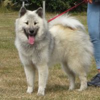 Kiwi - SRA-Hamburg 2022