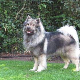 Branco vom Lewitzblick