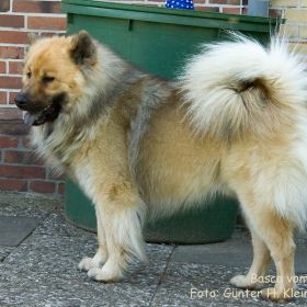 D-Wurf Deckrüde: Basco vom Sonnenhof