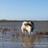 Urmel in der Nordsee