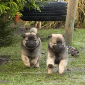 Cando & Cimba in der 8.Woche