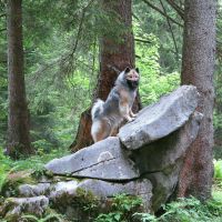 Urmel in der Schweiz