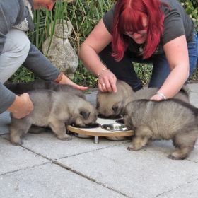 Positionierung - Jeder bekommt seinen eigenen Napf.