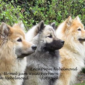 Batida, Urmel, Encas