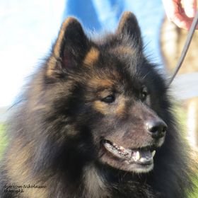 SRA-Duisburg 2017, Ayo vom Nikolassee