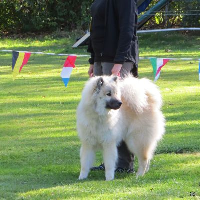 Indie (SRA-Rheinberg 2019)