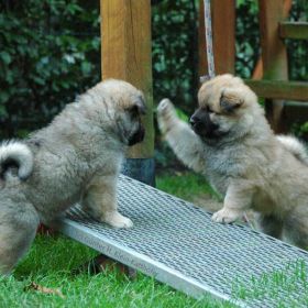 Deimos & Dundee (5. Woche)