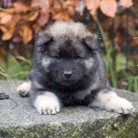 Camelot in der 8.Woche