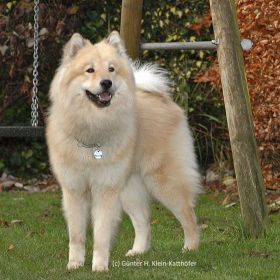 E- & G-Wurf Deckrüde: Cordan vom Fliederberg