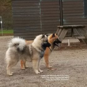 Urmel & Akira (ca. 5,5 Monate).jpg