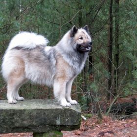 Urmel in der 8ten Trächtigkeitswoche