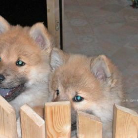 Bayka & Batida (8 Wochen)