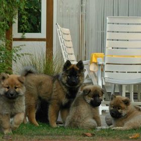 Djengys, Djeenuk & Dundee (8 Wochen) mit Ayo (12 Wochen)