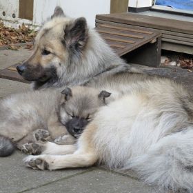 Indie in Mamas Schoß