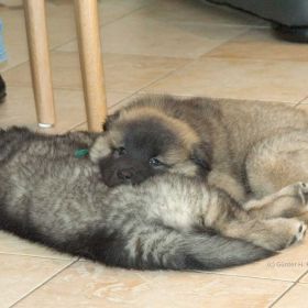 Camelot & Cando in der 8.Woche