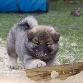 Chubaka in der 7. Woche