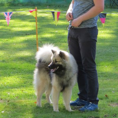 Ivan (SRA-Rheinberg 2019)