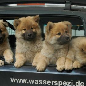 Djeenuk & Dundee & Djengys & Deimos