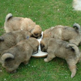 Das große Fressen (4.Woche)