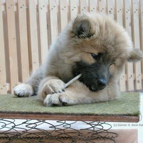 Bexter auf dem Wackelbrett (10.Woche)